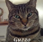 47 Guzzo 2015